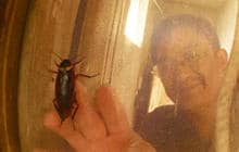 Cockroach Farming is a Booming Business