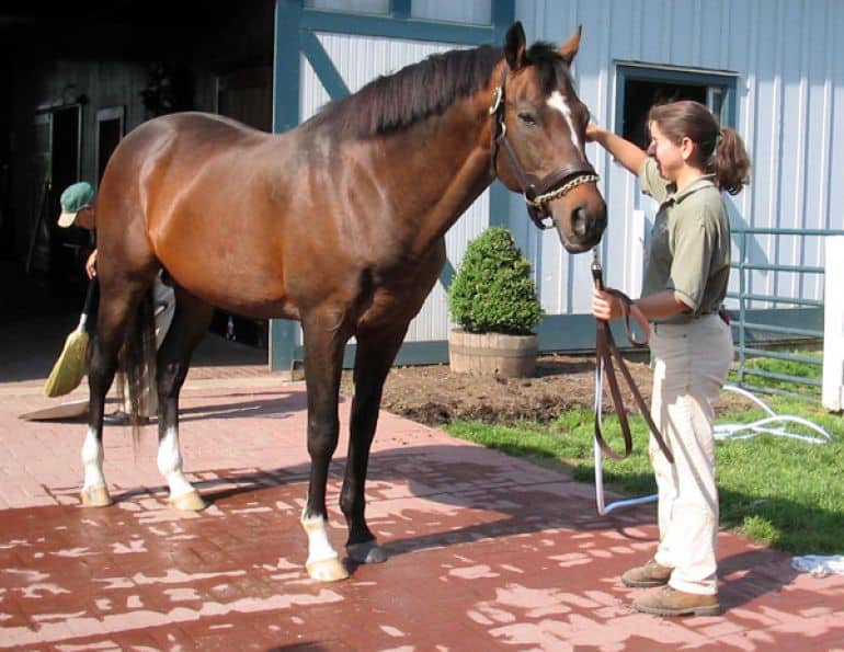Accounting for the Volatility of the Horse Business