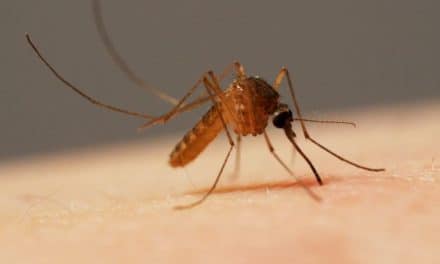 A Smartphone that can repel mosquitoes
