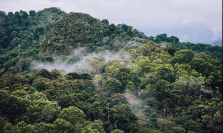 Globe encourages rainforestation to combat adverse effects of natural hazards and climate change