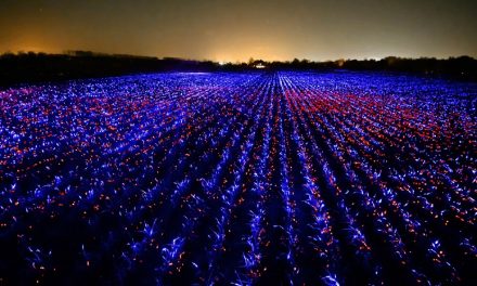 Crop Lights Provide Art and Helps Grown Without Pesticides