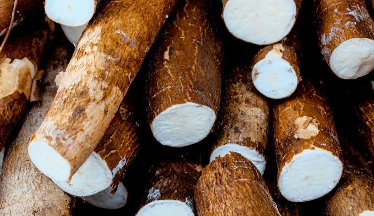 Cassava as Single-Use Bags Designed to Dissolve in Water