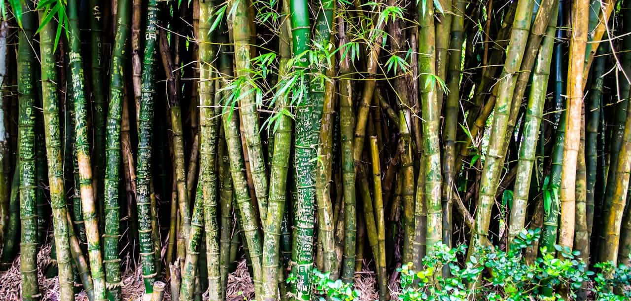 Bamboo Packaging That Is Resistant to Water and Grease: A Sustainable Solution for the Philippines